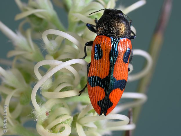 Castiarina nota, PL0829A, male, EP, 11.6 × 4.3 mm